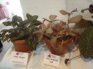 expozitie 101