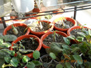adenium - grup