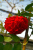 SDIM4510