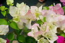 SDIM4592