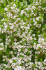 SDIM4600