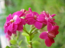 Pink Kalanchoe (2010, April 25)