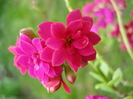 Pink Kalanchoe (2010, April 25)