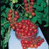 rosii cherry,gardeners delight