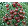 Black Russian Cherry