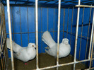 DSCN3127