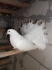 DSCF2419