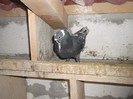 DSCF2432