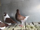 DSCF2460