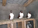 DSCF2461