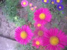 DSCN4354