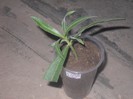 DSCN4475