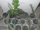 DSCN4497