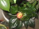 DSCN4498