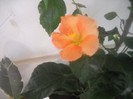 DSCN4502