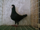 mascul-2006(mascota)