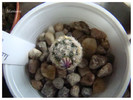 Mammillaria therese