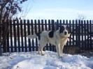 Picture 003