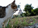 TODI-