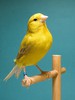 Canari-de-culoare-galbena