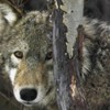 poze_animale_salbatice-lup-3-150x150