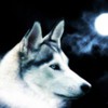 wolf_wallpaper_tigrshark-150x150
