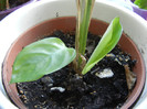 Calathea oppenheimiana (2013, Jan.02)