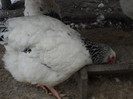 DSCN0328