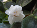 Semi-Double White Violet (2013, Jan.02)