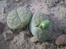 Lithops fulviceps aureum