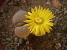 Lithops fulviceps