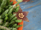 Stapelia variegata