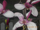 DSCN1065