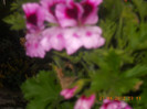 DSCN1066