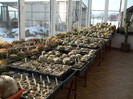 DSCF3764