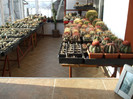DSCF3767