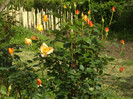 IMGP0251