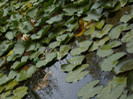 IMGP0318