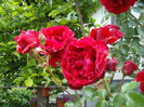 IMGP0750