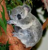 ursulet koala