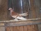poze 163