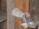 poze 172