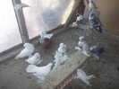 poze193