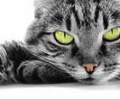 black-tiger-cat-closeup-web_thumb