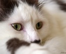 tumblr_mg6t5aunUd1qchqnqo1_500_thumb