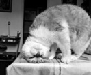 tumblr_mg6oa84tIp1qczs27o1_500_thumb