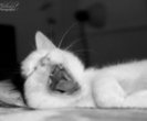 Kitten_Yawn_by_Clad51_thumb
