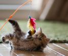 Most-Photogenic-Kitten-35_thumb