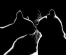 tumblr_lz9835wV0C1qgg1s9o1_500_thumb