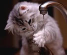 tumblr_maxep6Wk6W1qc3d2ho1_500_thumb
